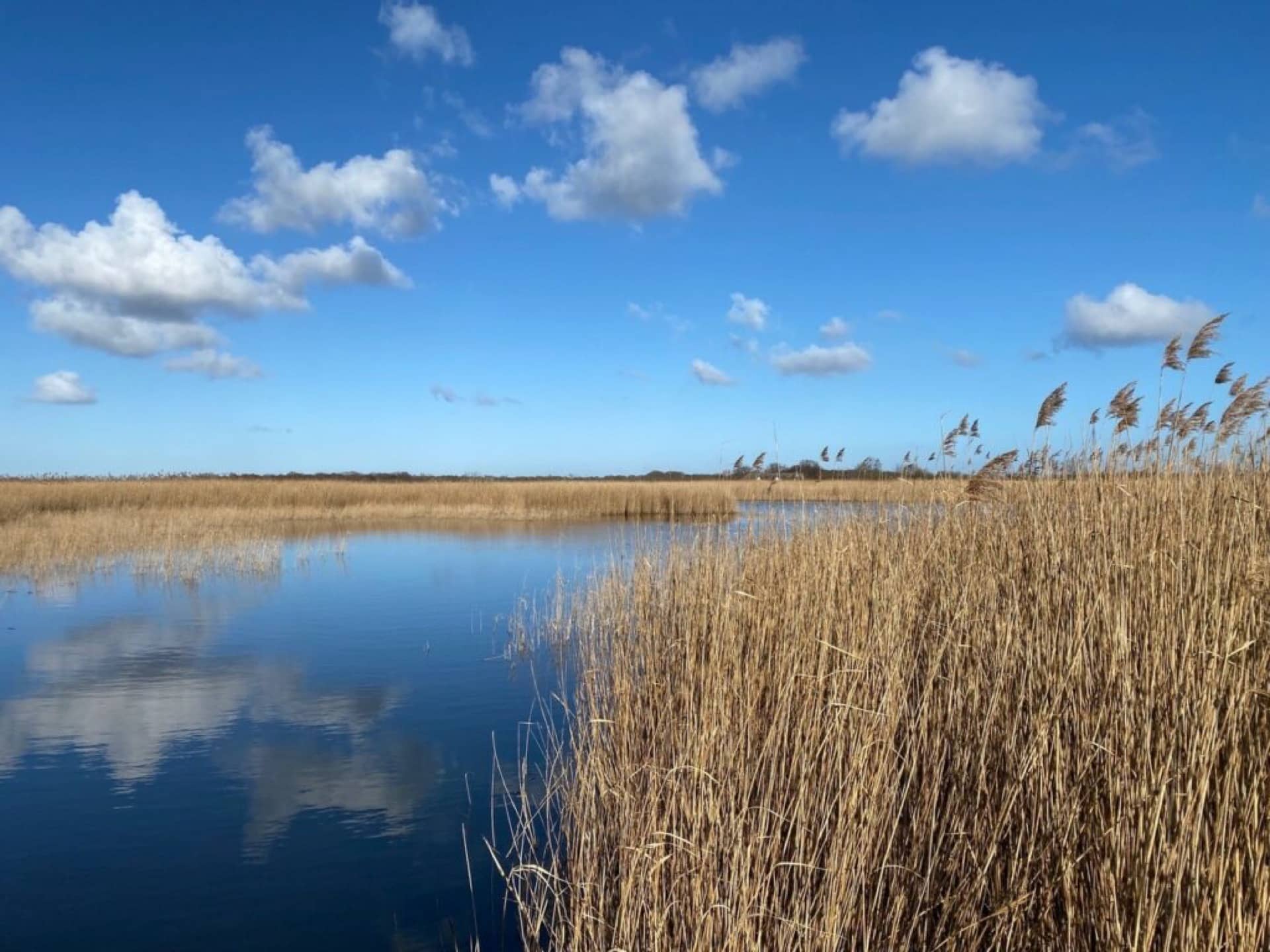 A small section of river from the Norfolk Broads with reeds at the front on a sunny day.
