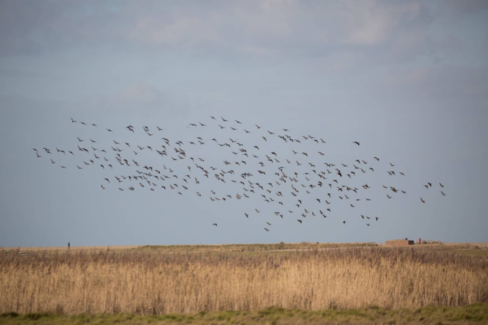 Large flock of birds in sky over reed beds of Norfolk UK