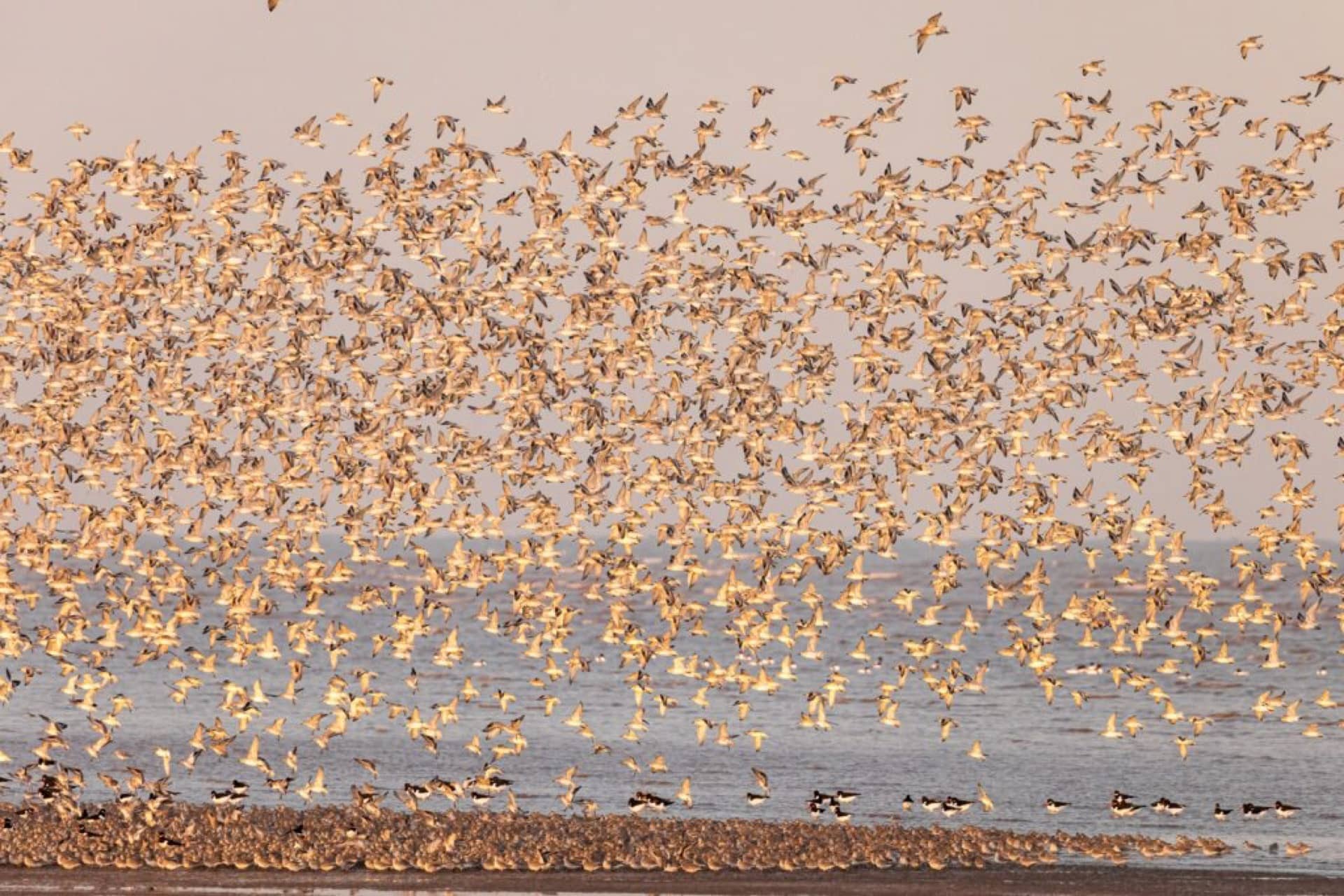 A Storm of Birds