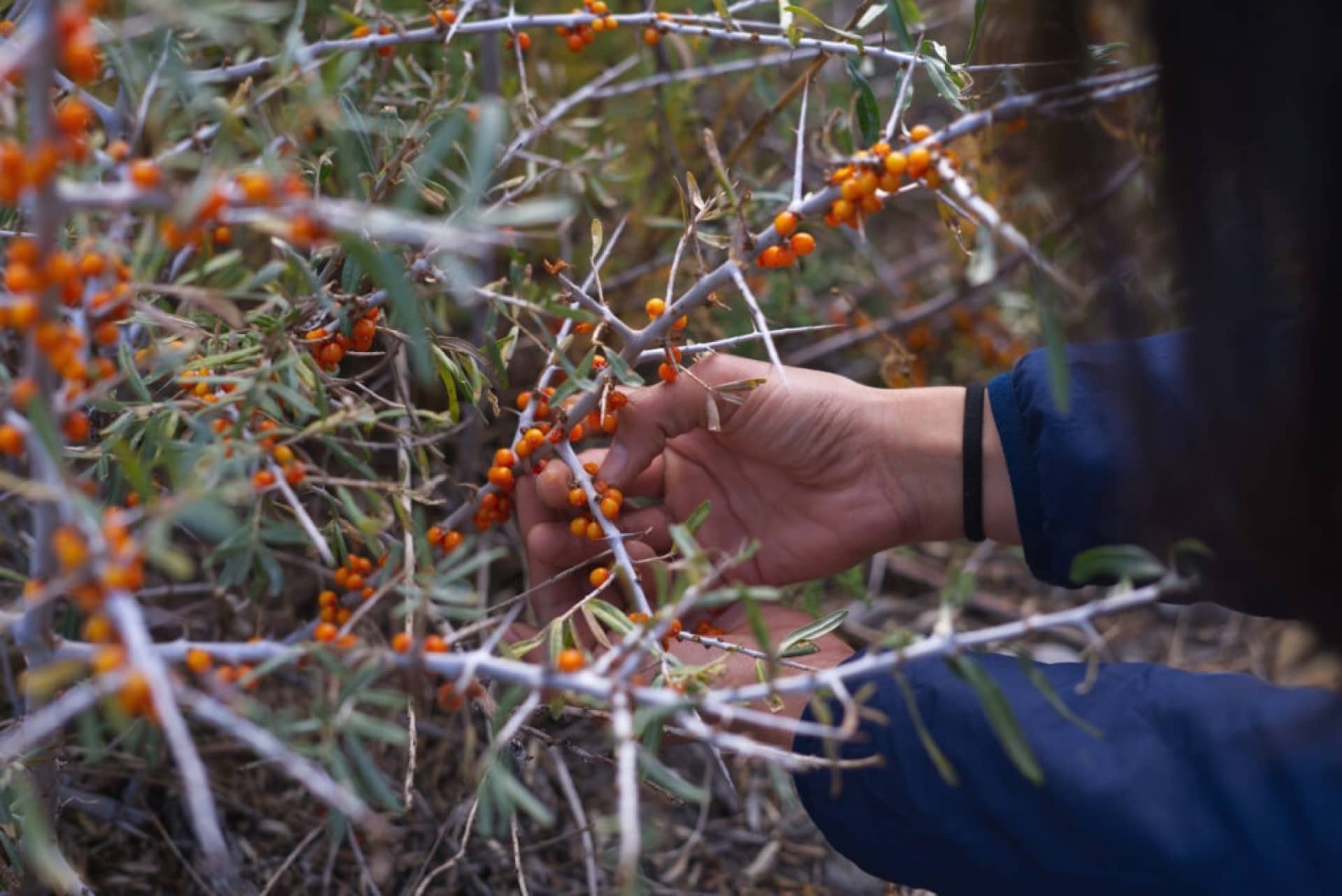 Gathering Sea Buckthorn