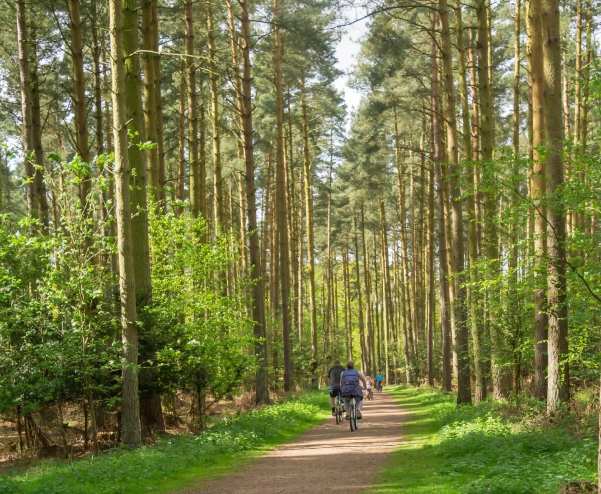 Cycling on a path amongst the tall trees in Sandringham in early summer.