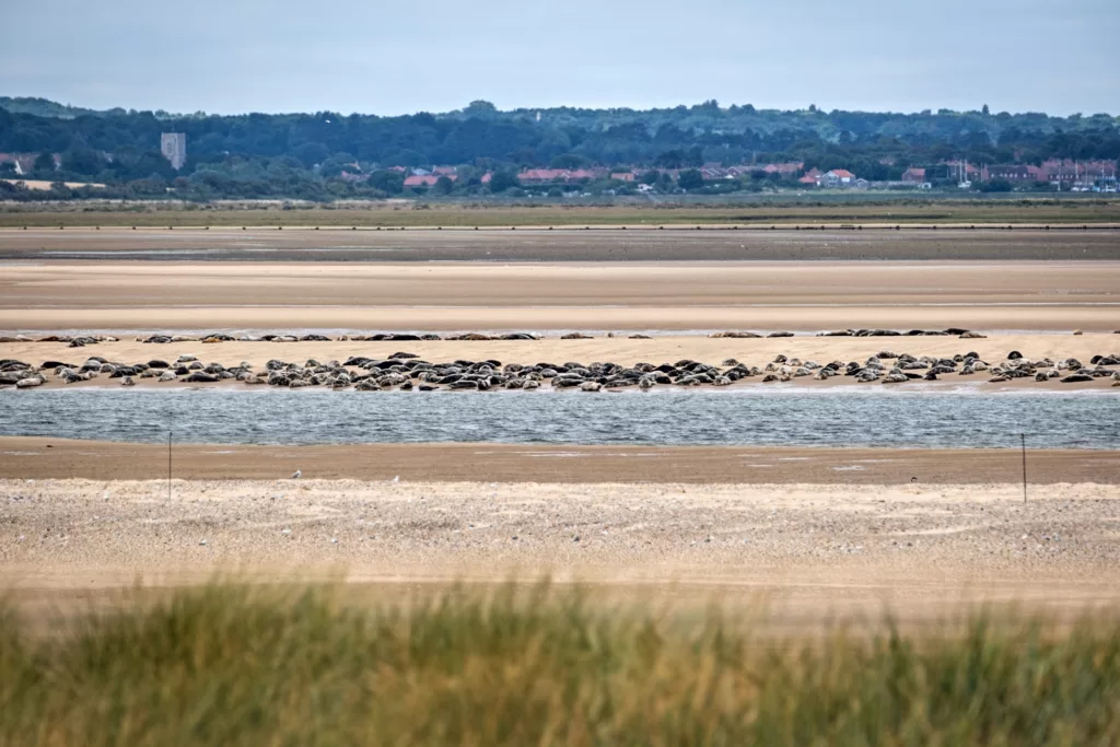 Blakeney beach with resting seals and view of the village