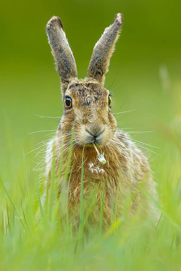 Brown Hare Photography Workshop