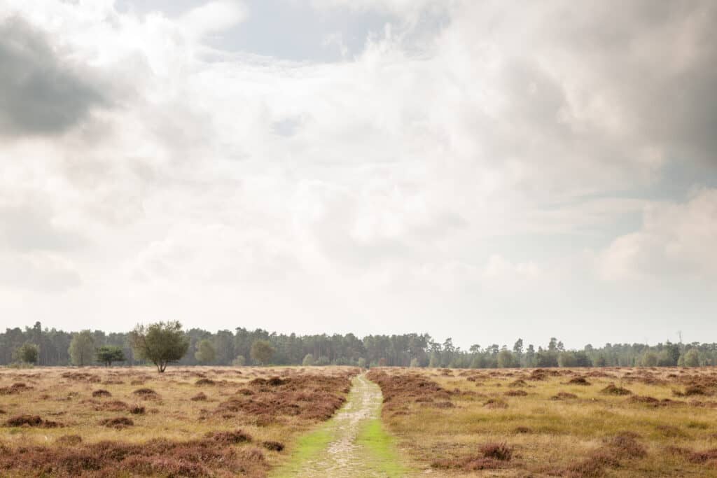 Tea Walk at Brandon Park