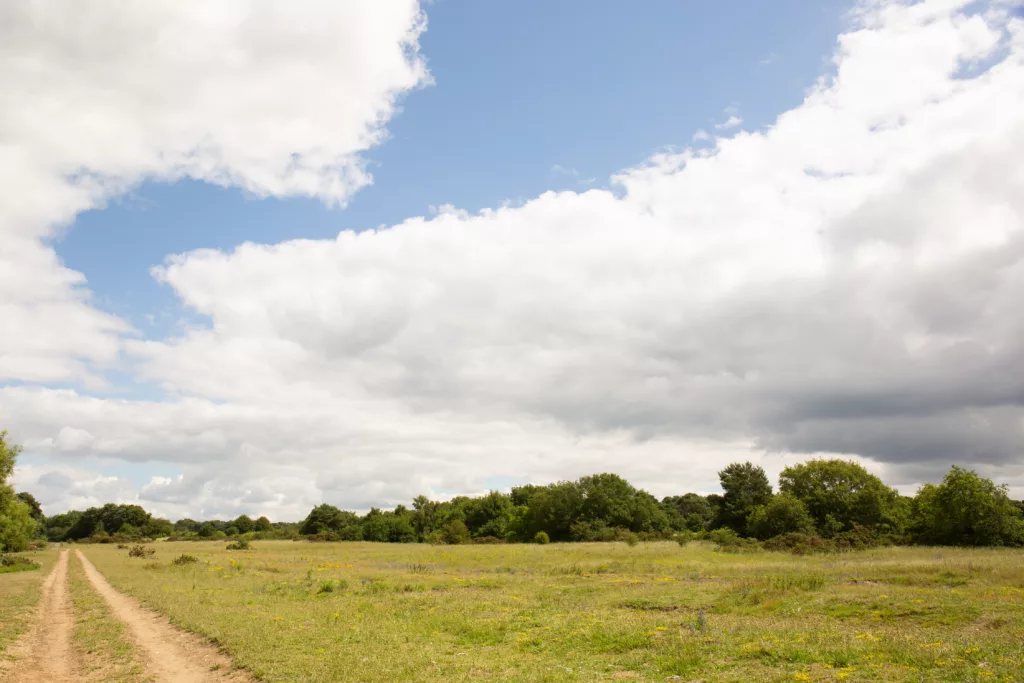 A Breckland Heath