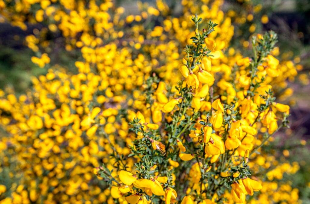 Gold on Incleborough Hill