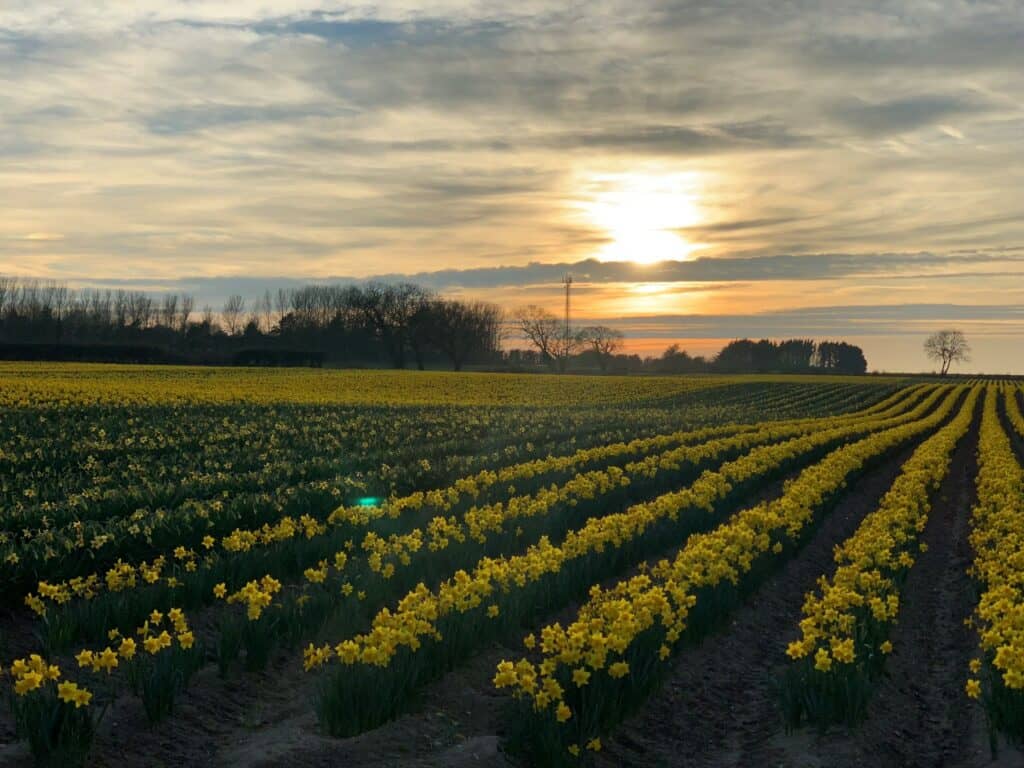 A field with rows of daffodils