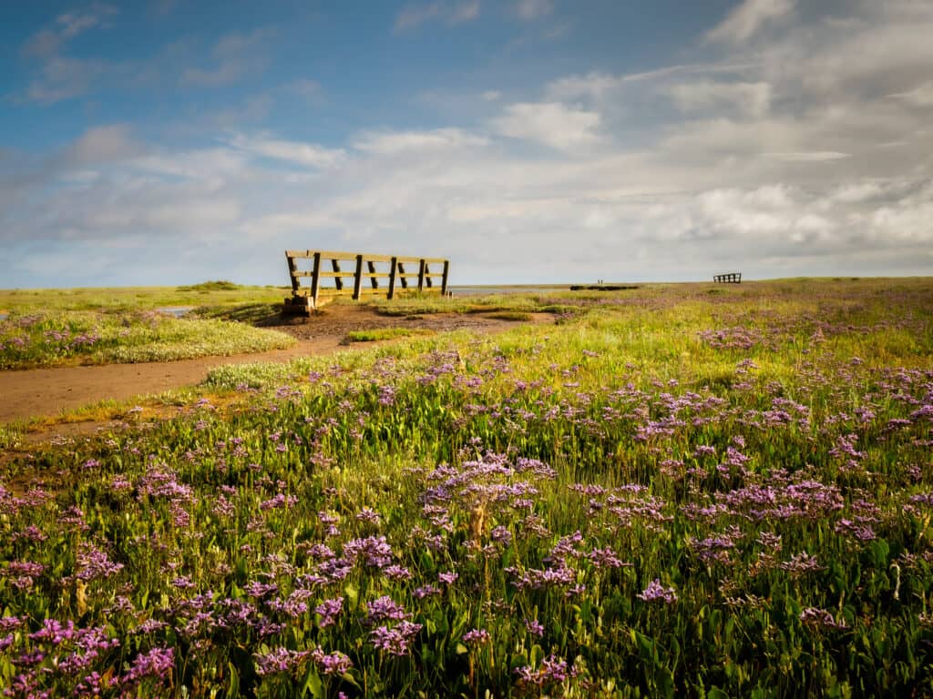 The Screaming Cockler of Stiffkey