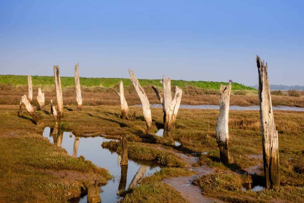 Old wooden posts in marshland, Thornham salt marshes, North Norfolk Coast, England, UK