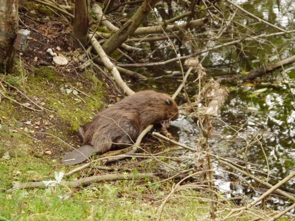 Beavers