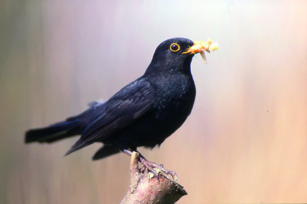 A black bird carrying an insect in its mouth perches on a sawn off branch.