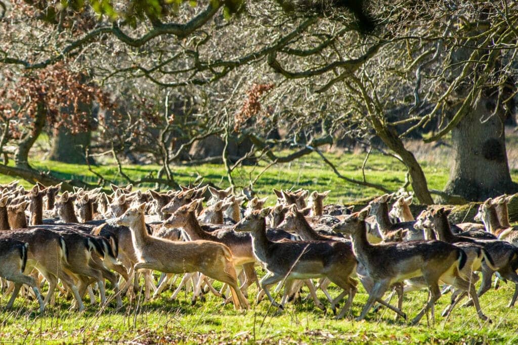 Herd of fallow deer in the woods of Holkham Park, Holkham Hall in North Norfolk, East Anglia, England, UK.