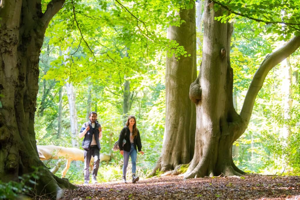 A man and a woman walk through a path in a wooden area at Ken Hill in Norfolk.