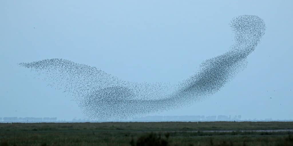 RSPB Exclusive Bird Spectacular