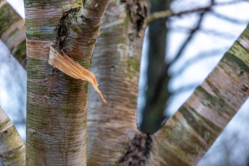 An up-close image of tree branches in Pensthorpe Natural Park.