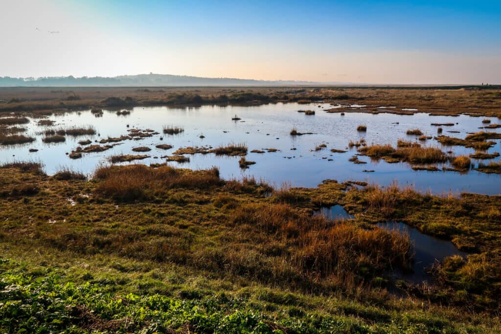 Reeds and reedbeds in Norfolk on a winter afternoon