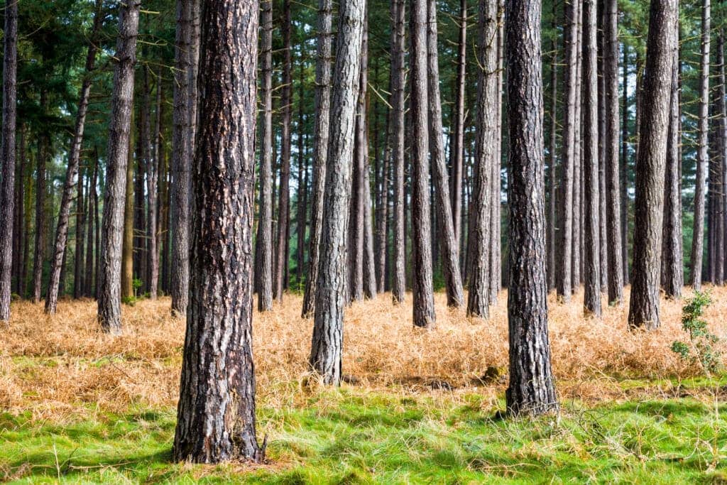 Pine tree trunks in Thetford Forest in East Anglia, UK