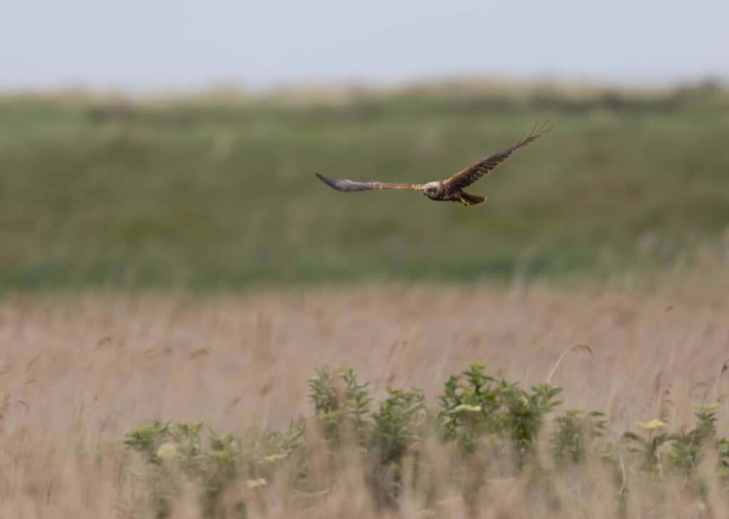 A Western Marsh Harrier in focus flying over reeds and grasses