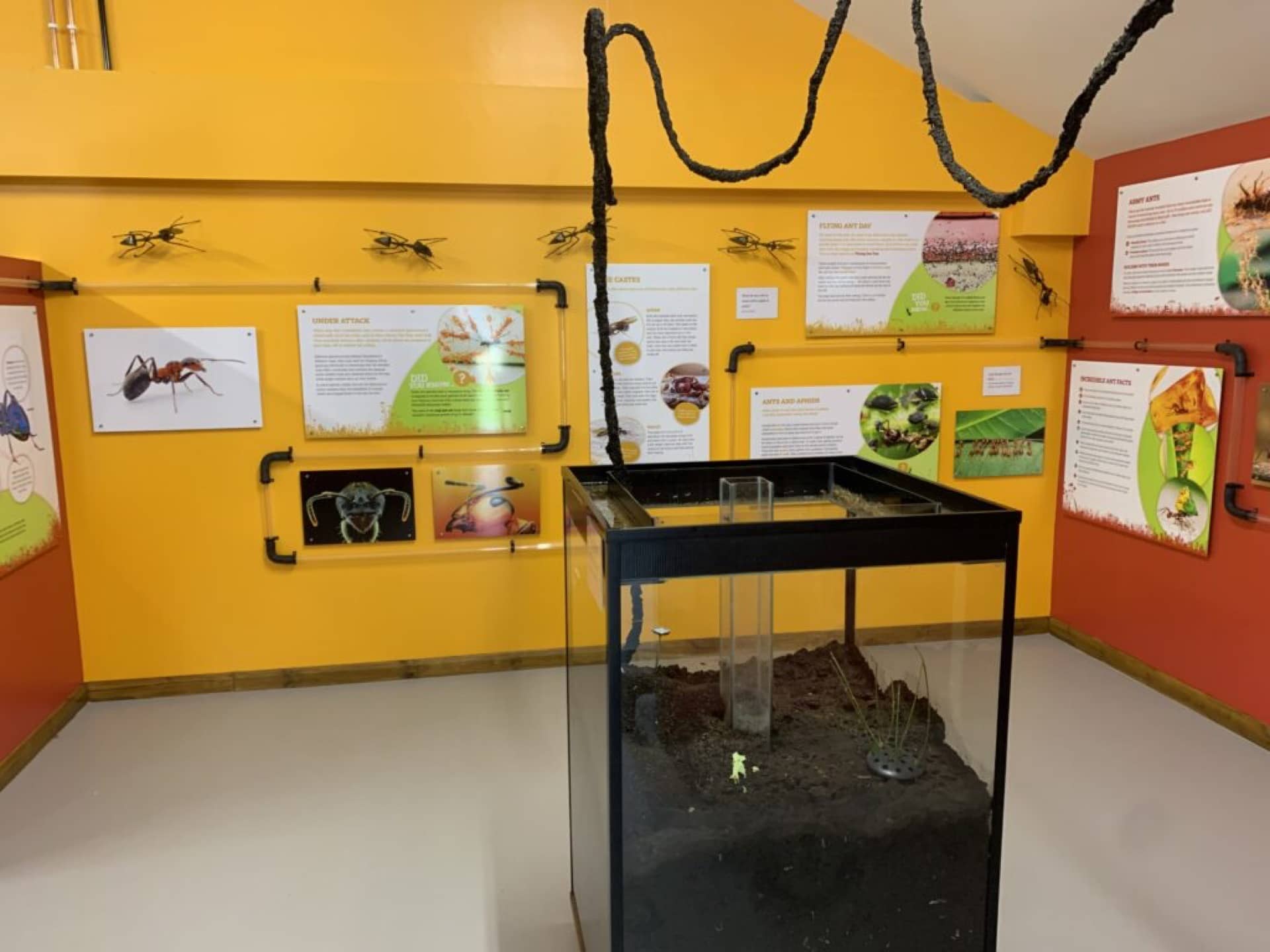 Insect displays and glass containers