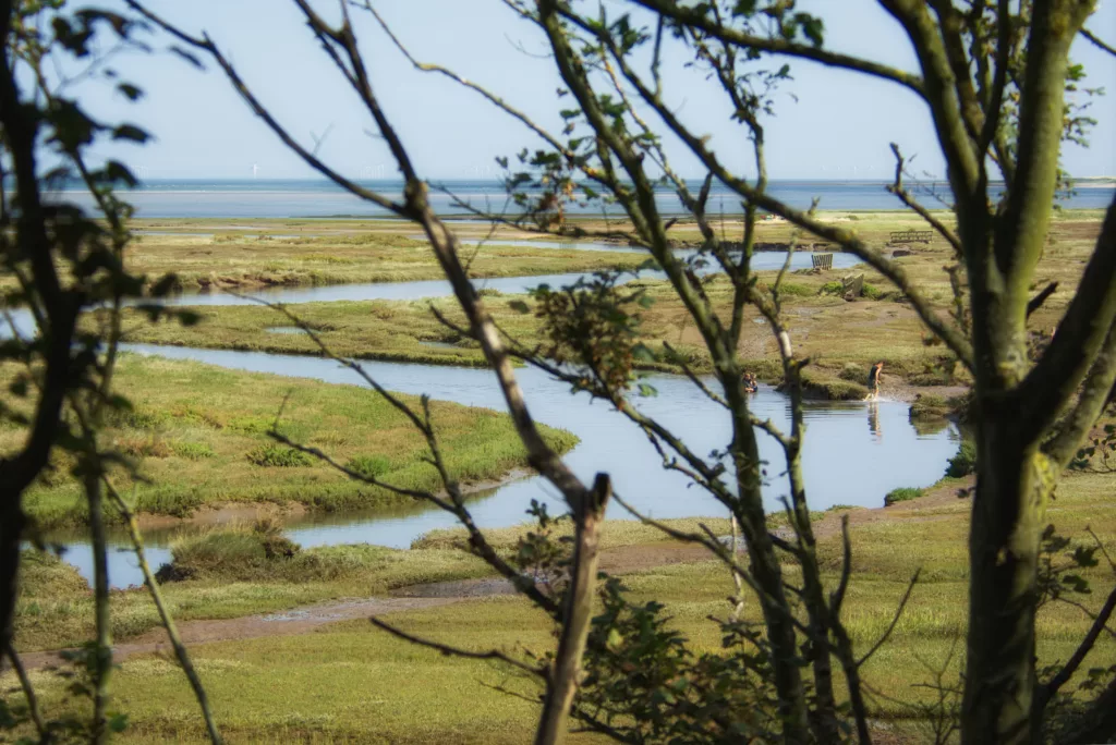 Bird Watching in Stiffkey Wood