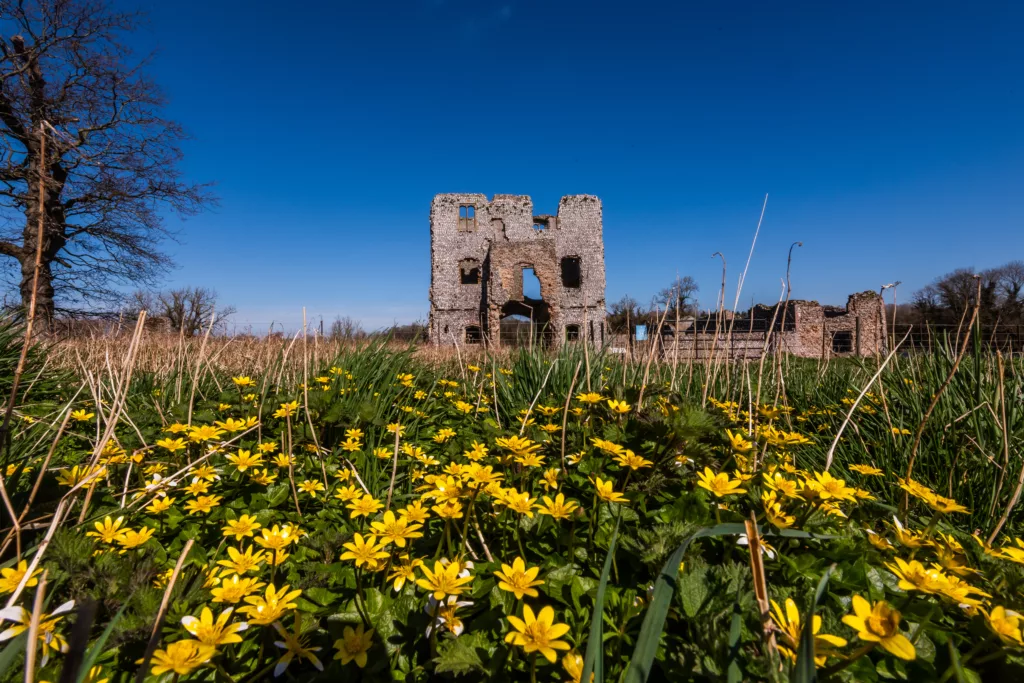 The ruins of Baconsthorpe Castle with lesser celandine in the foreground