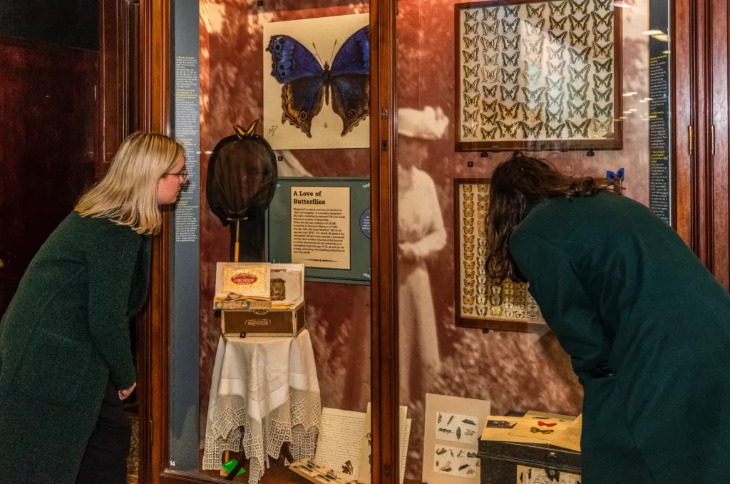 Two people looking at a collection of preserved butterflies in a display case at Norwich Castle