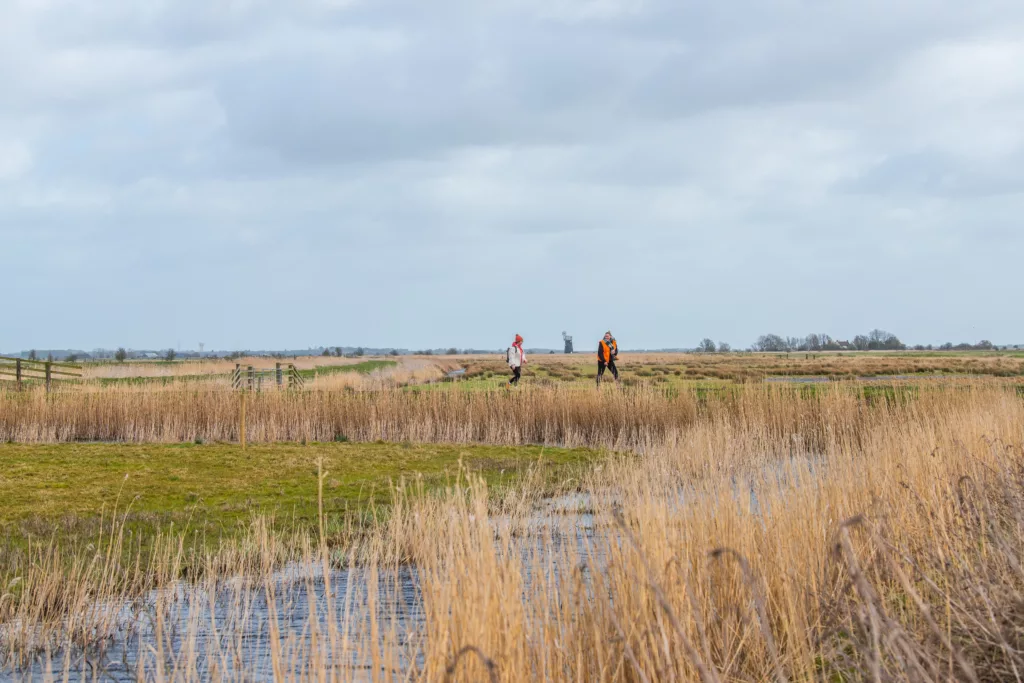 Two people walking in the middle distance with reeds and marshes in the foreground and a windmill in the distance