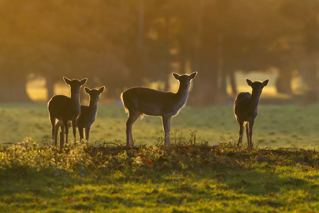 Fallow Deer herd during Autumn sunrise at Holkham Hall